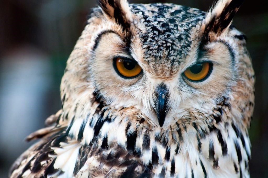 Bengalese Eagle Owl (Bubo bengalensis) close-up portrait